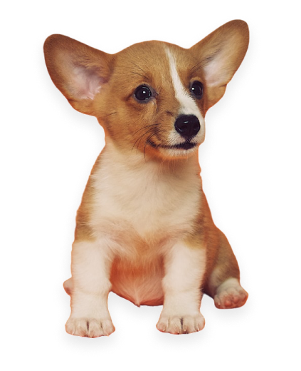 corgi